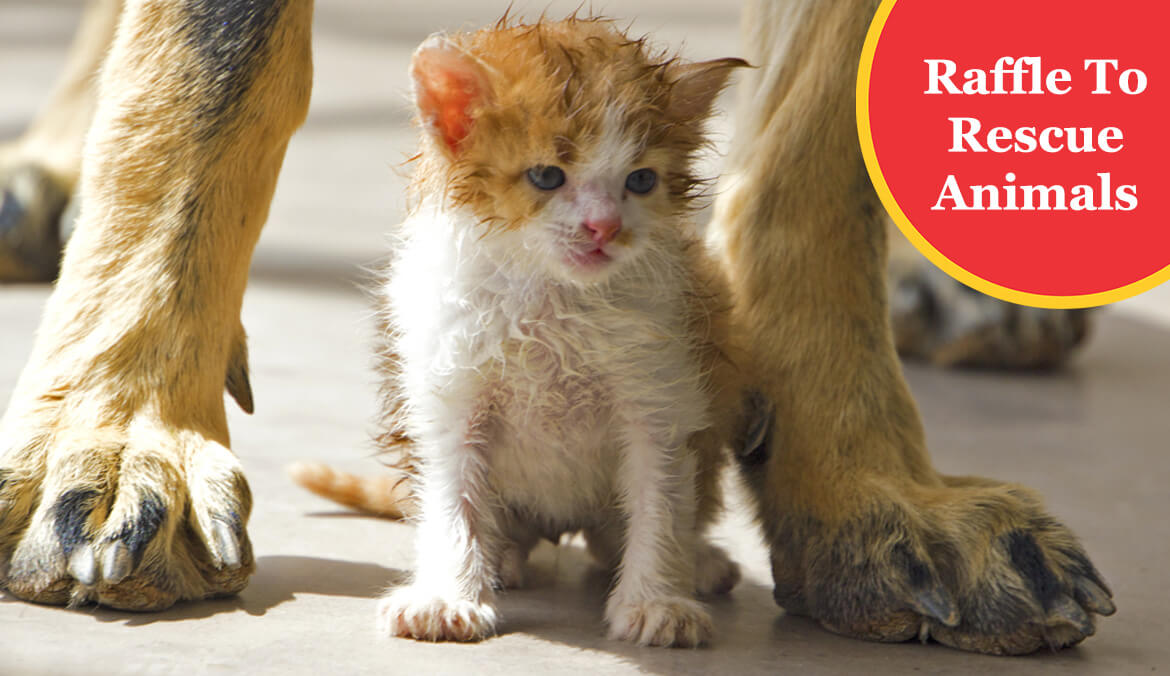 New Feature Graphic Raffle to Rescue Animals 2026